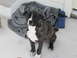 GT the Dog 001.jpg